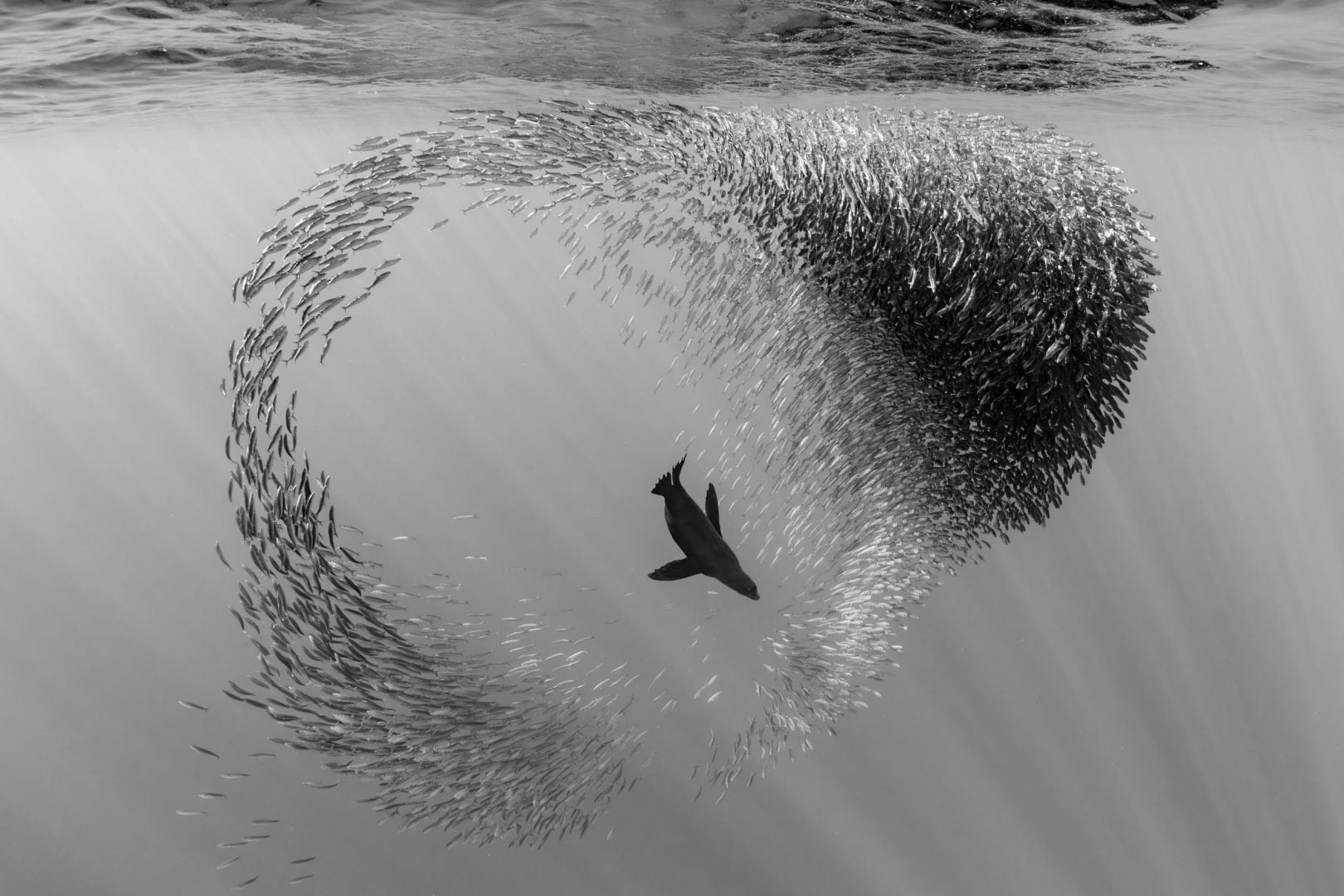 Underwater contest winners
