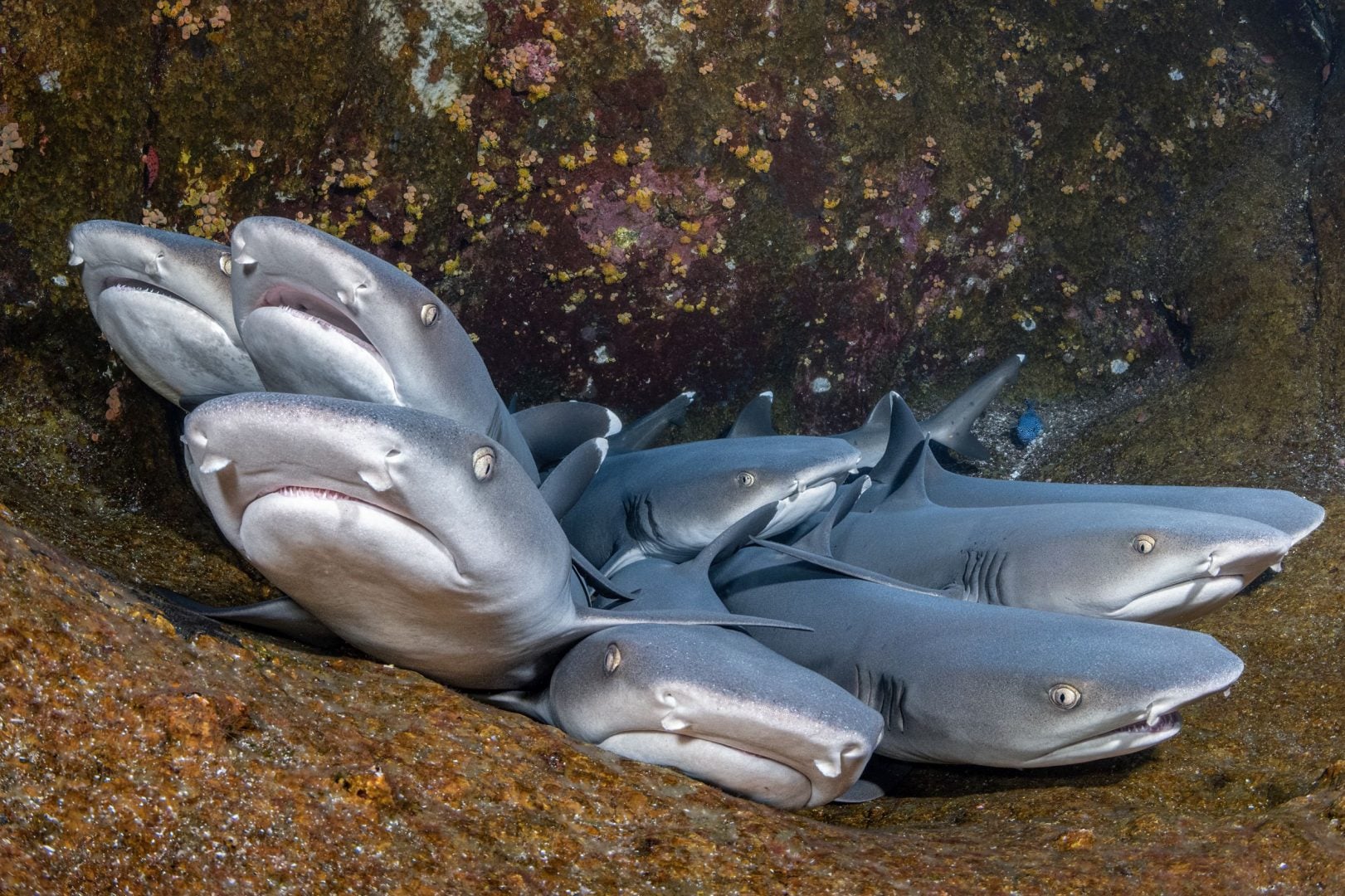 Underwater contest winners