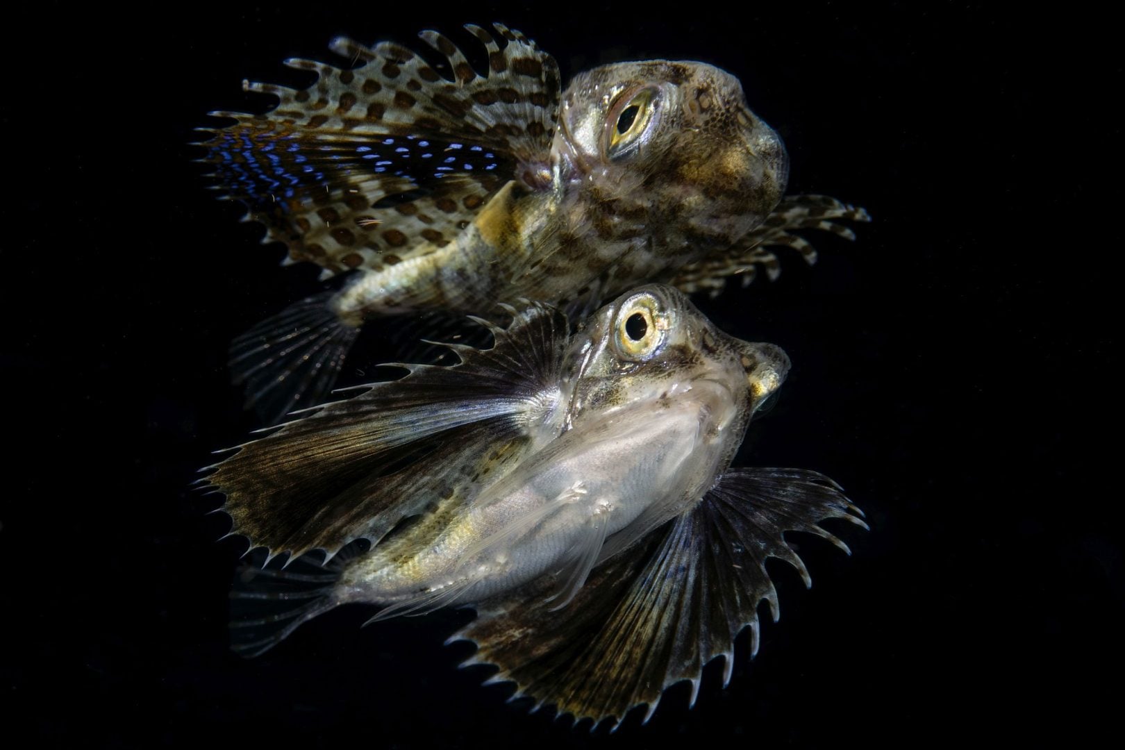 Ocean Art underwater 2nd place