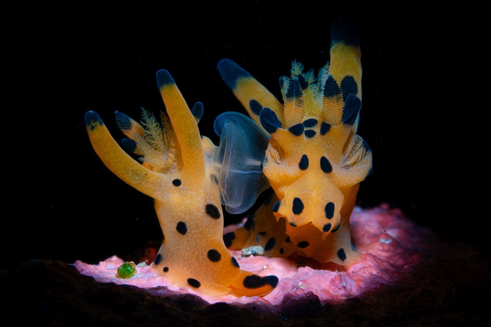 Underwater contest winners