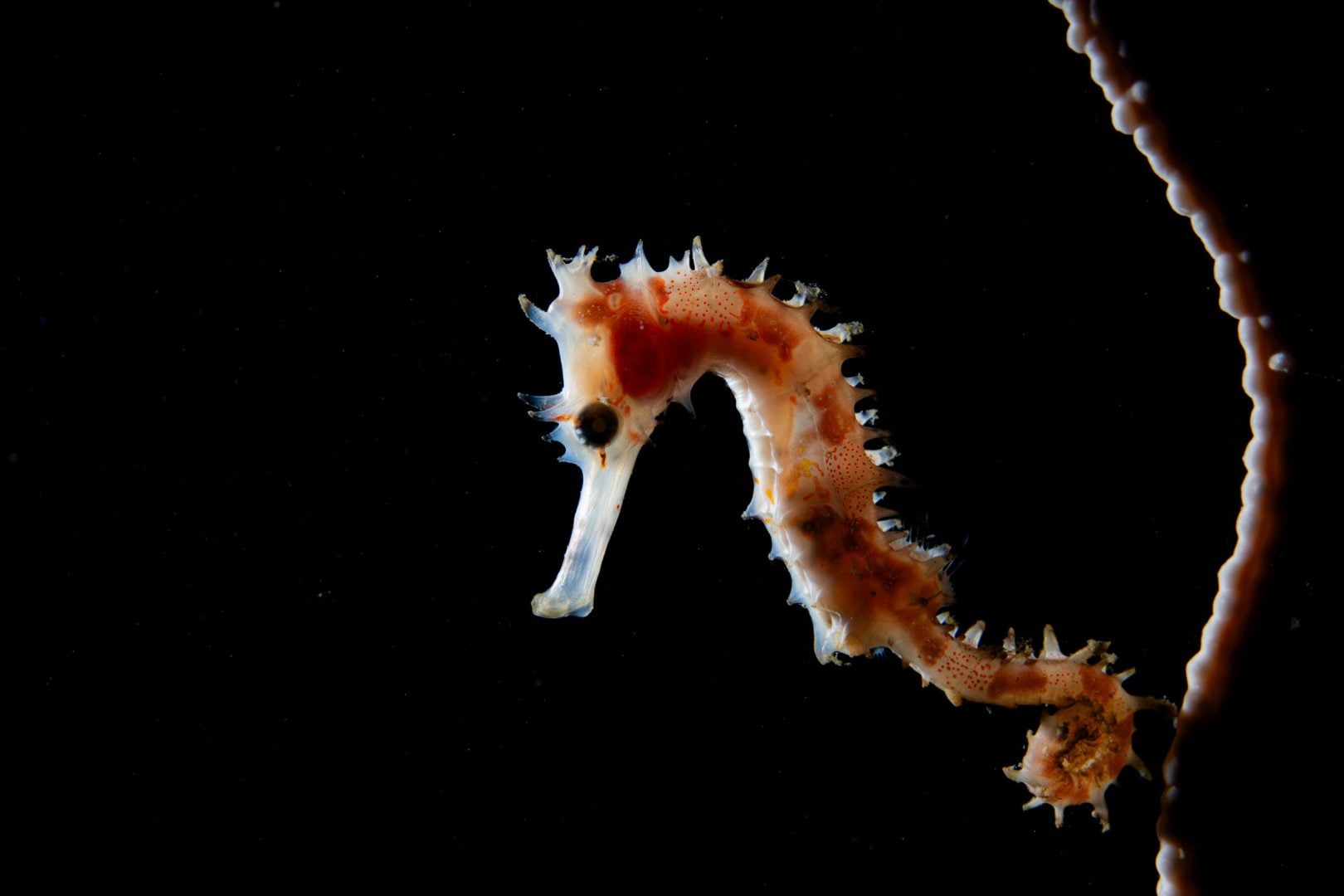 Underwater contest winners