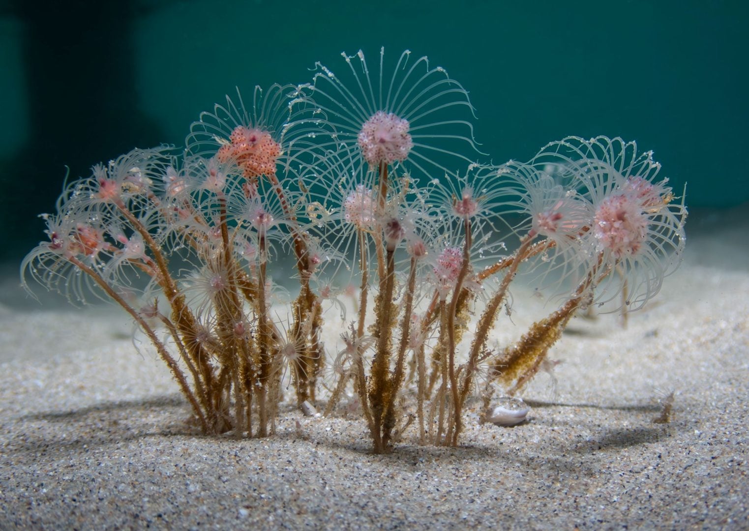 Underwater contest winners