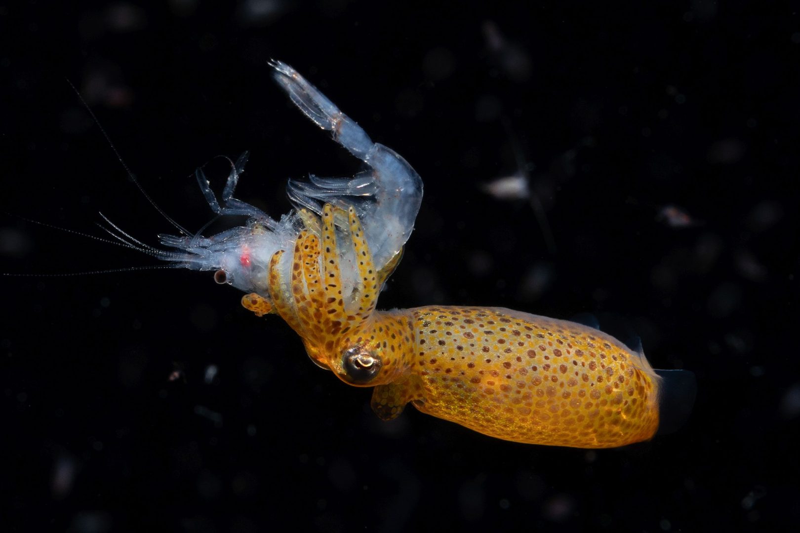 Underwater contest winners