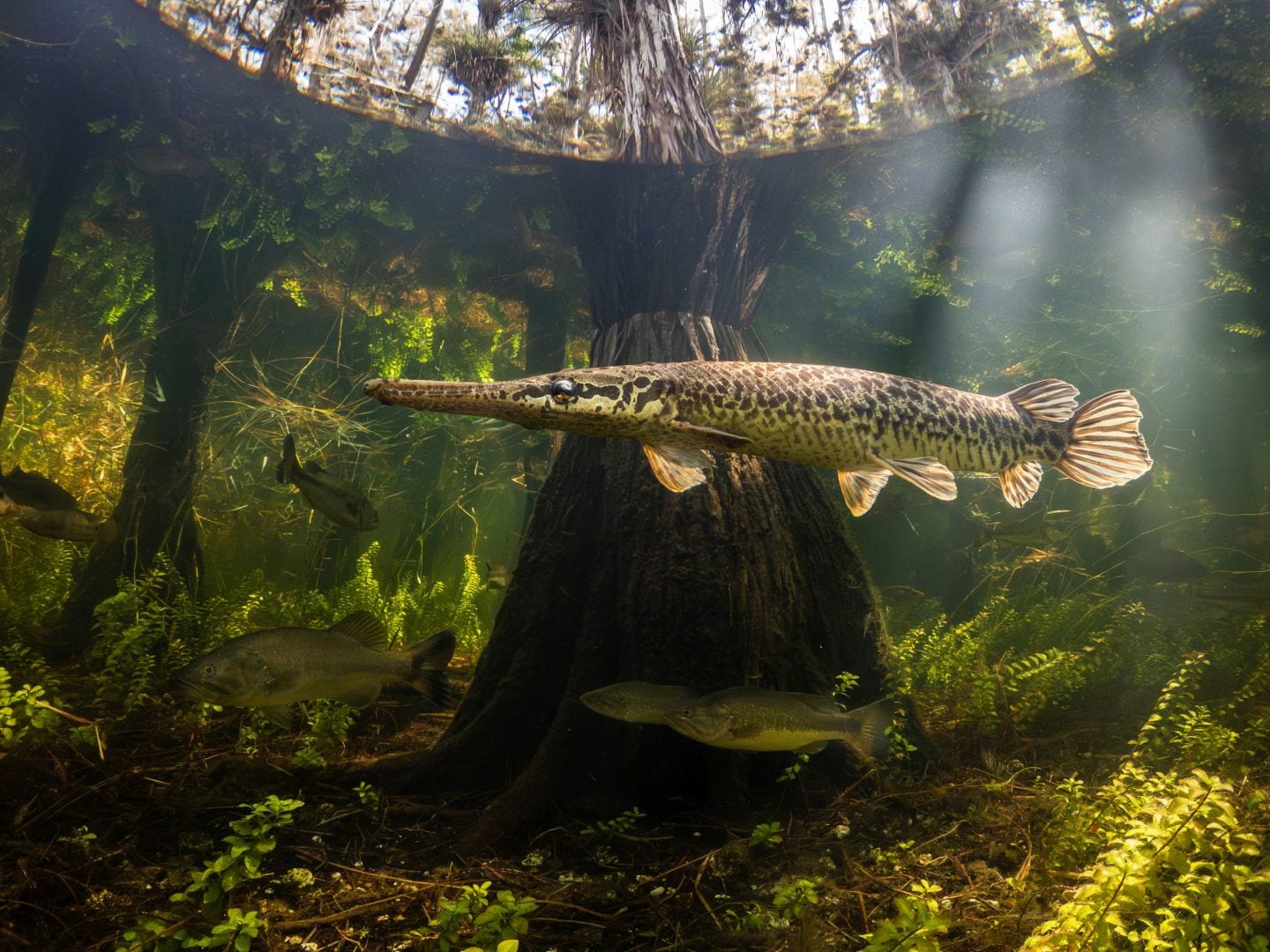 Underwater contest winners