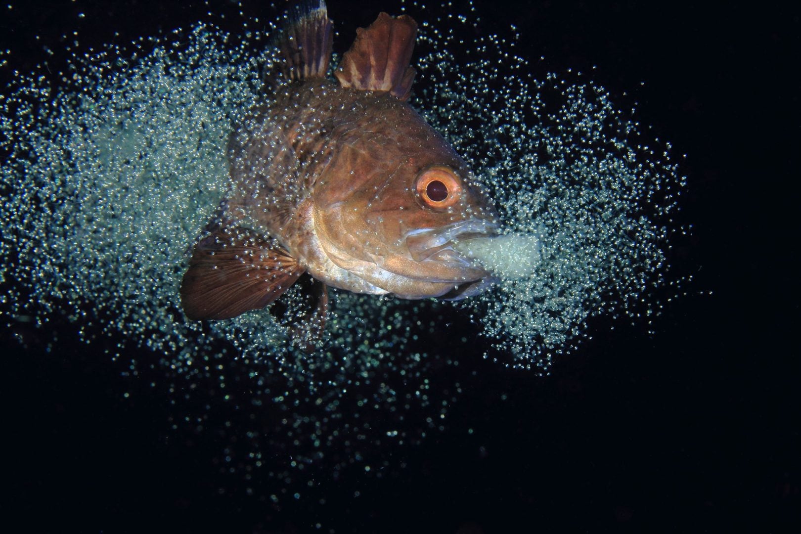 Underwater contest winners