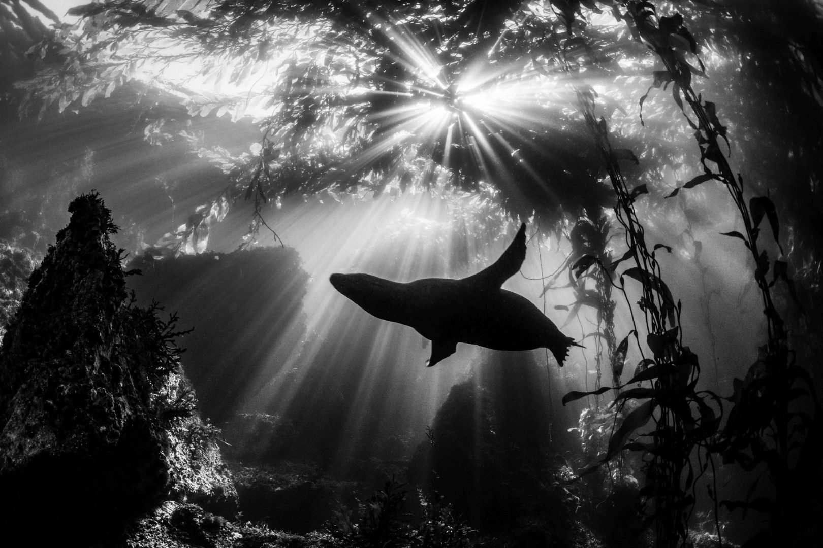 Ocean Art underwater 2nd place