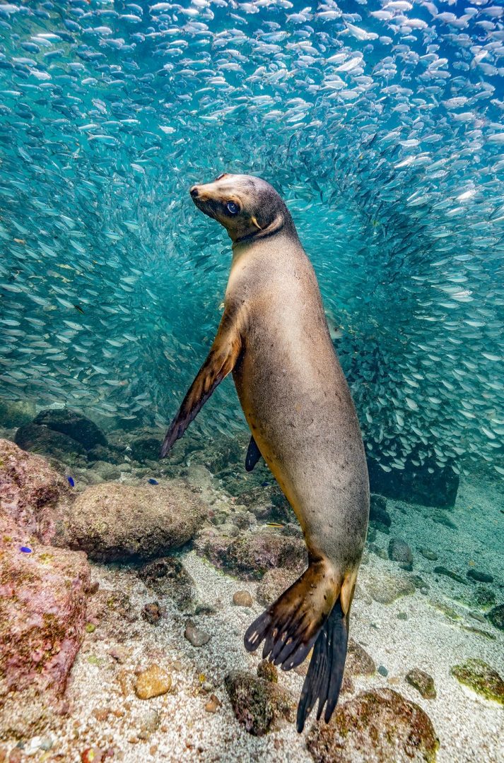 Nature Photography Contest sea lion