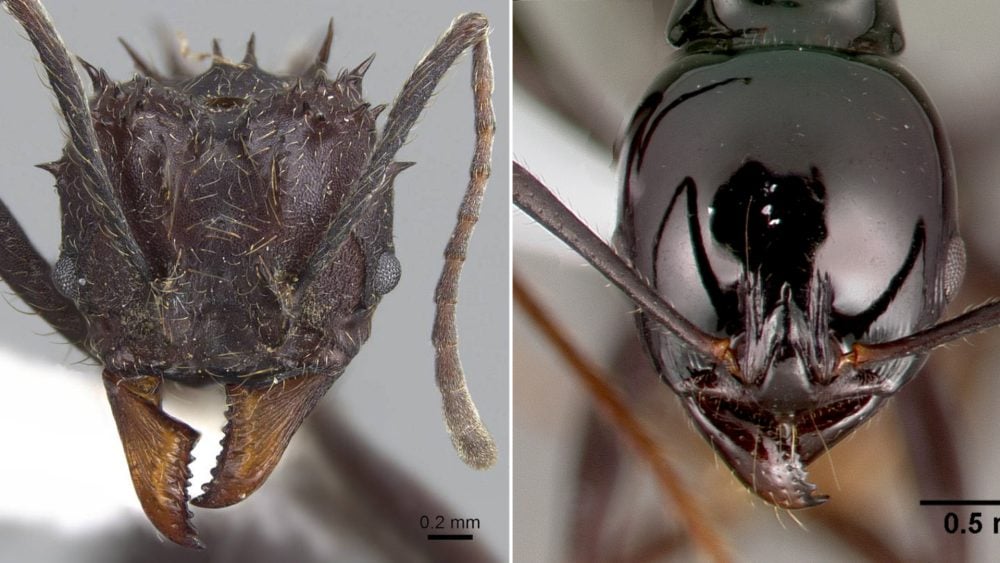 Ant Close Up Photos Will Fascinate You and Scare You