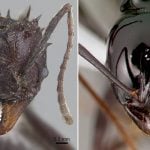 close-up ant heads