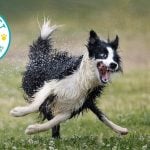 comedy pet photography awards