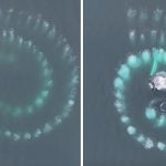fibonacci spiral humpback whales