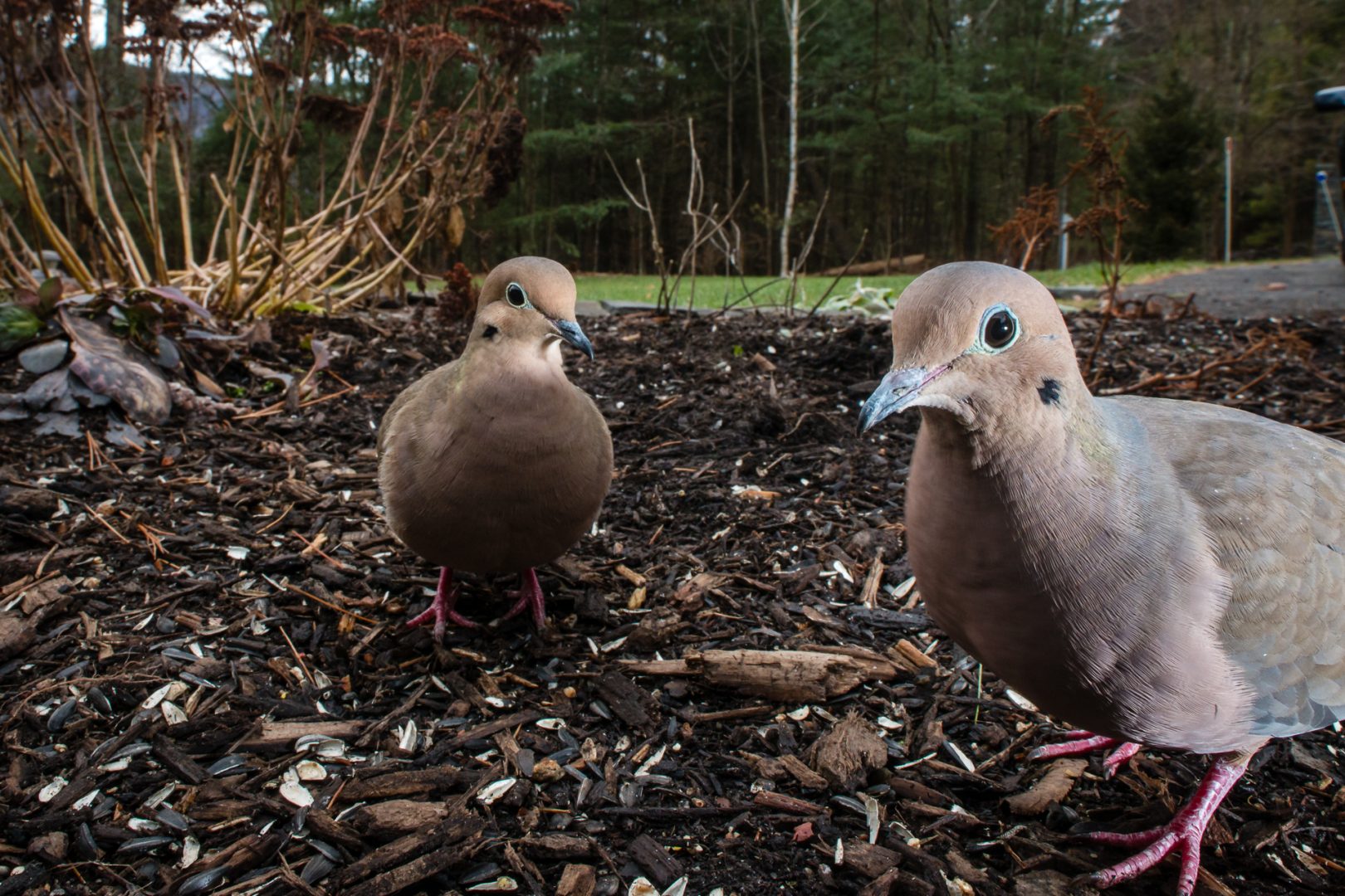 Carla Rhodes beneath the bird feeder