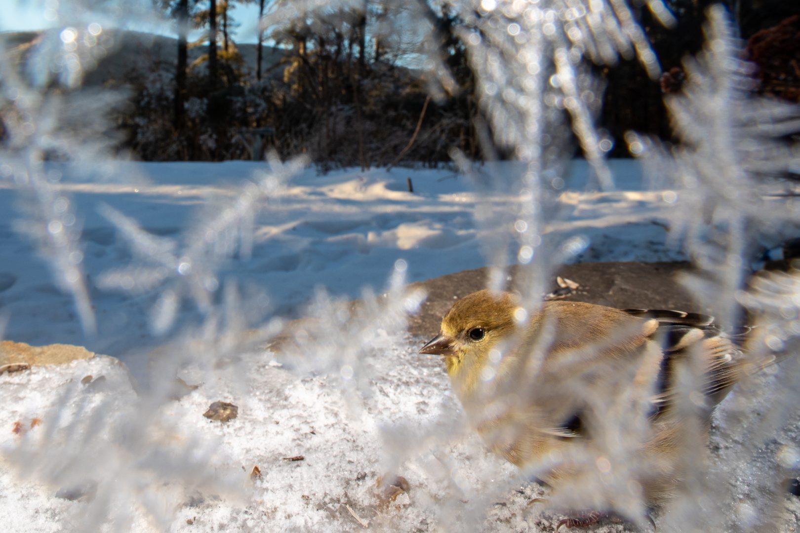 Carla Rhodes beneath the bird feeder