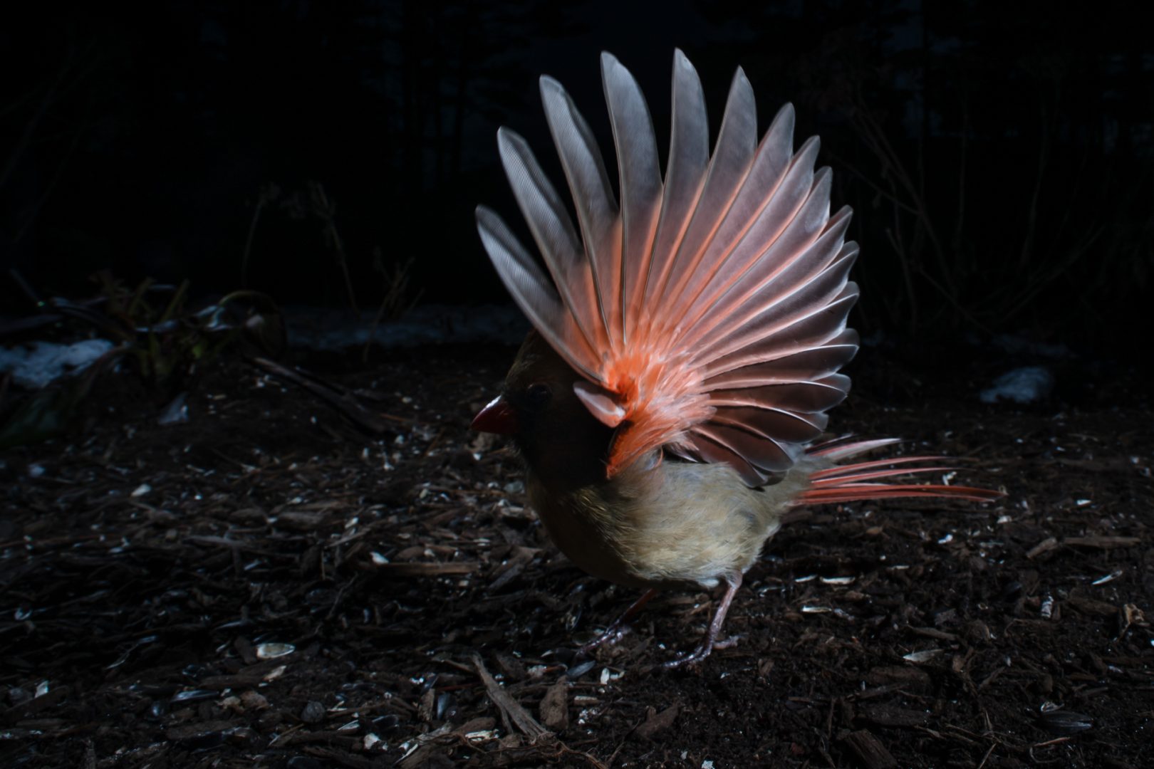 Carla Rhodes beneath the bird feeder
