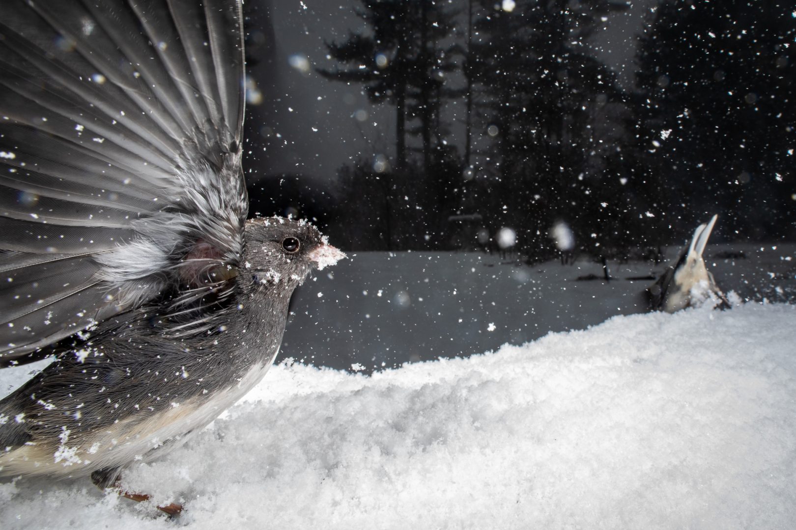 Carla Rhodes beneath the bird feeder