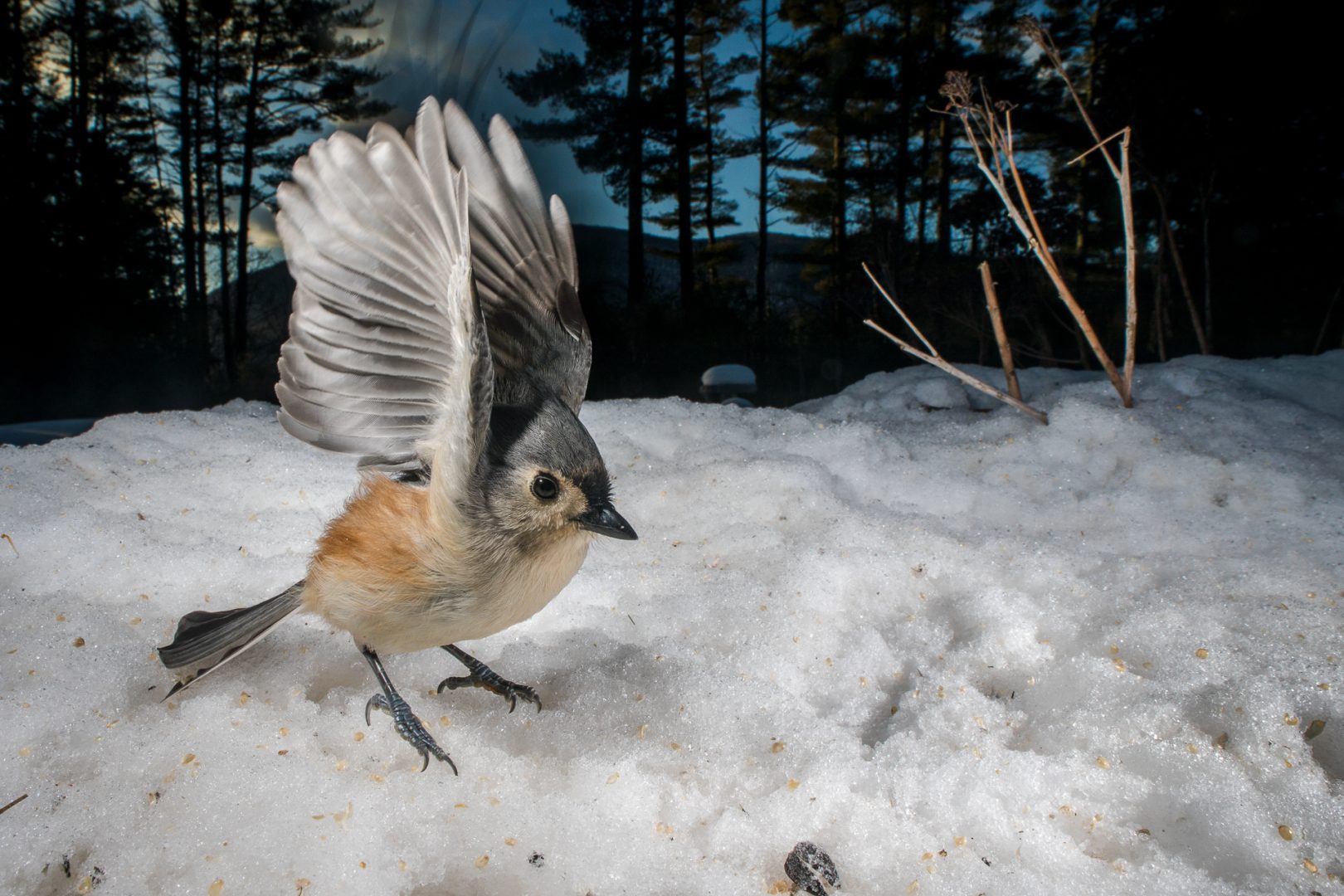 Carla Rhodes beneath the bird feeder
