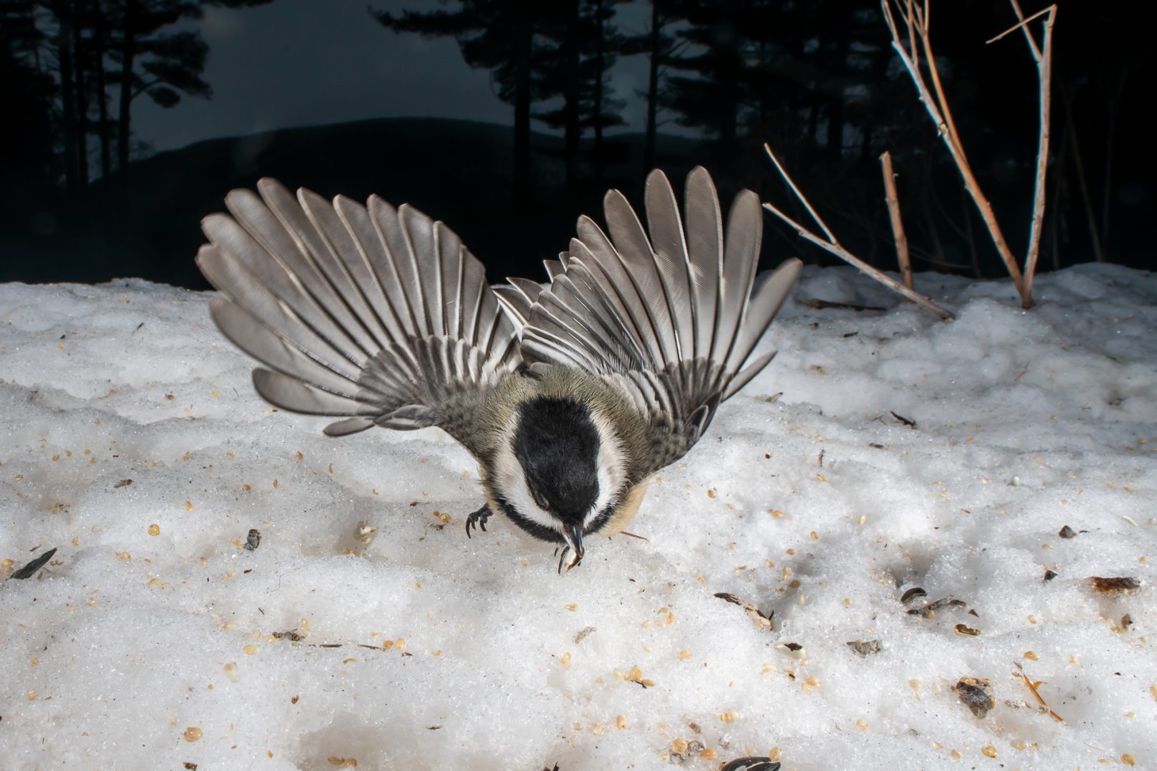 Carla Rhodes beneath the bird feeder