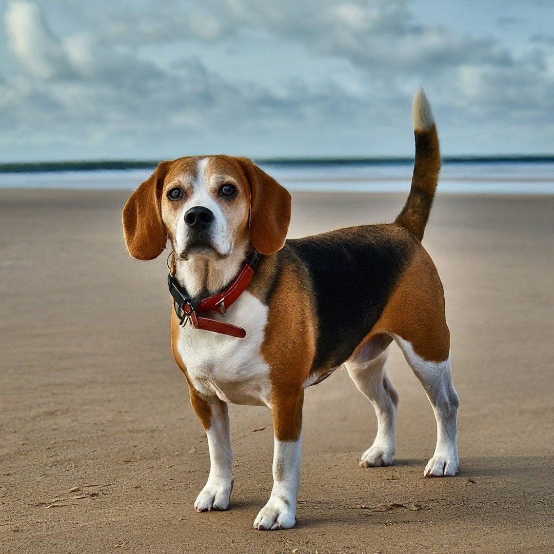 google bard AI images