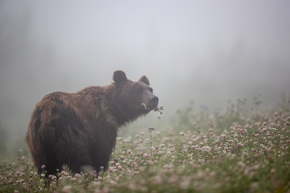 2023 Canadian Photos of the Year competition grizzly bear