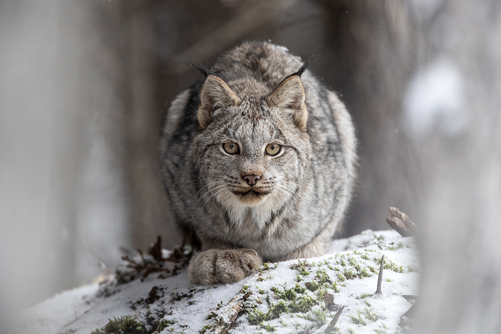 2023 Canadian Photos of the Year competition lynx
