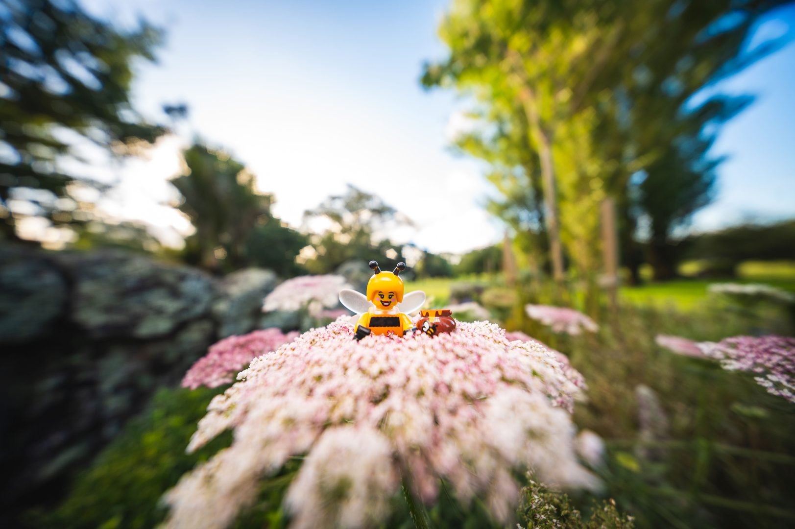 Laowa 10mm f/2.8 Zero-D - flower