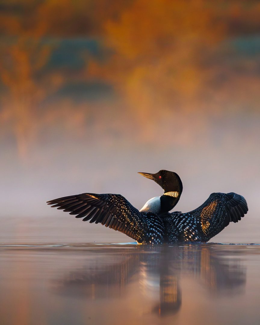 2023 Canadian Photos of the Year competition loon