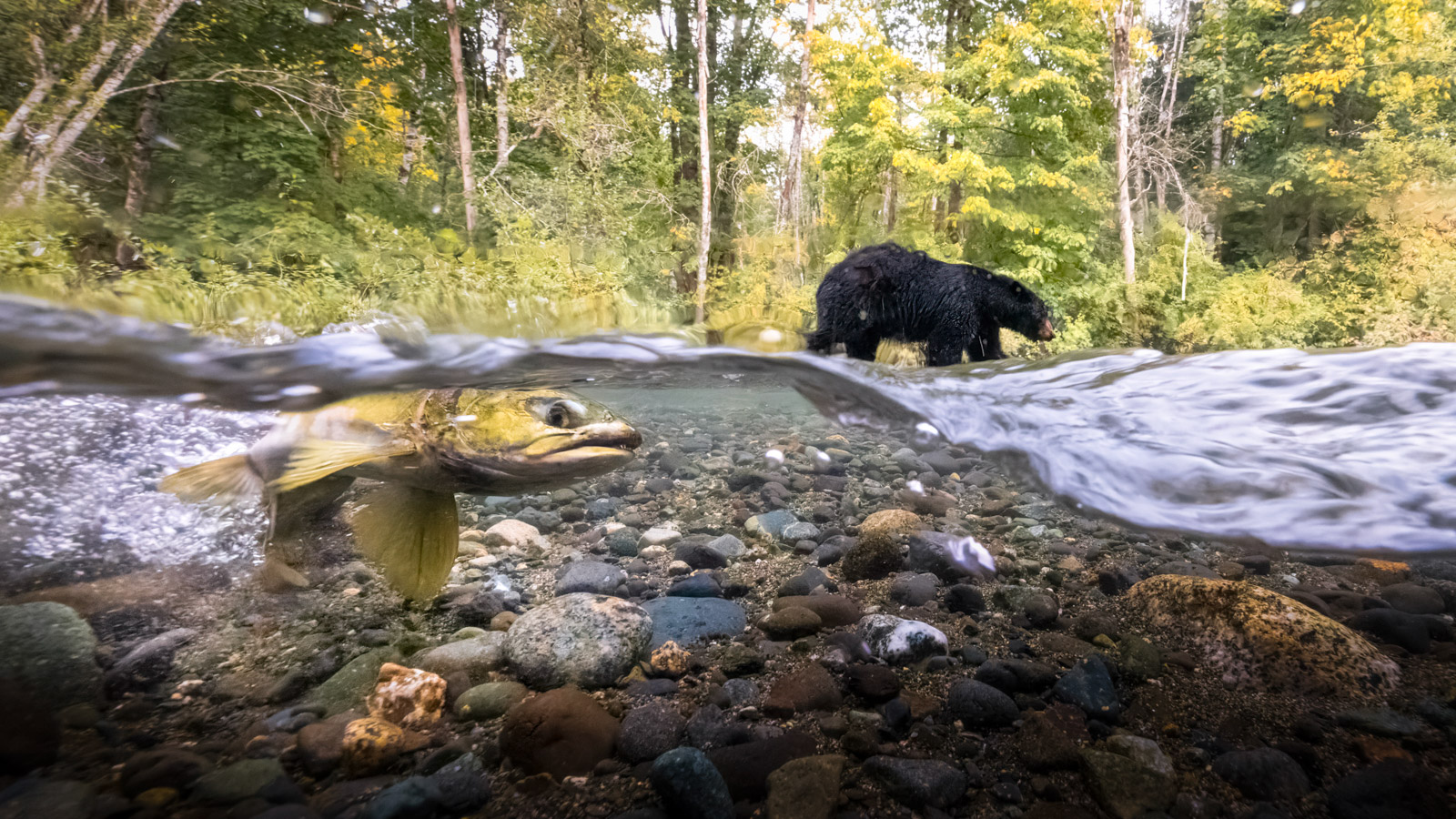 2023 Canadian Photos of the Year competition bear and salmon