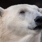 polar bears are starving