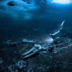 Whale graveyard under the ice wins the Underwater Photographer of the Year 2024