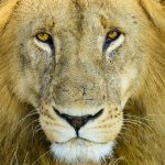 lion selfie death