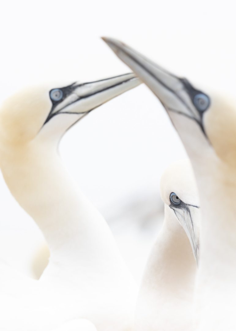 Comedy Wildlife Photography Awards 2023 unseen