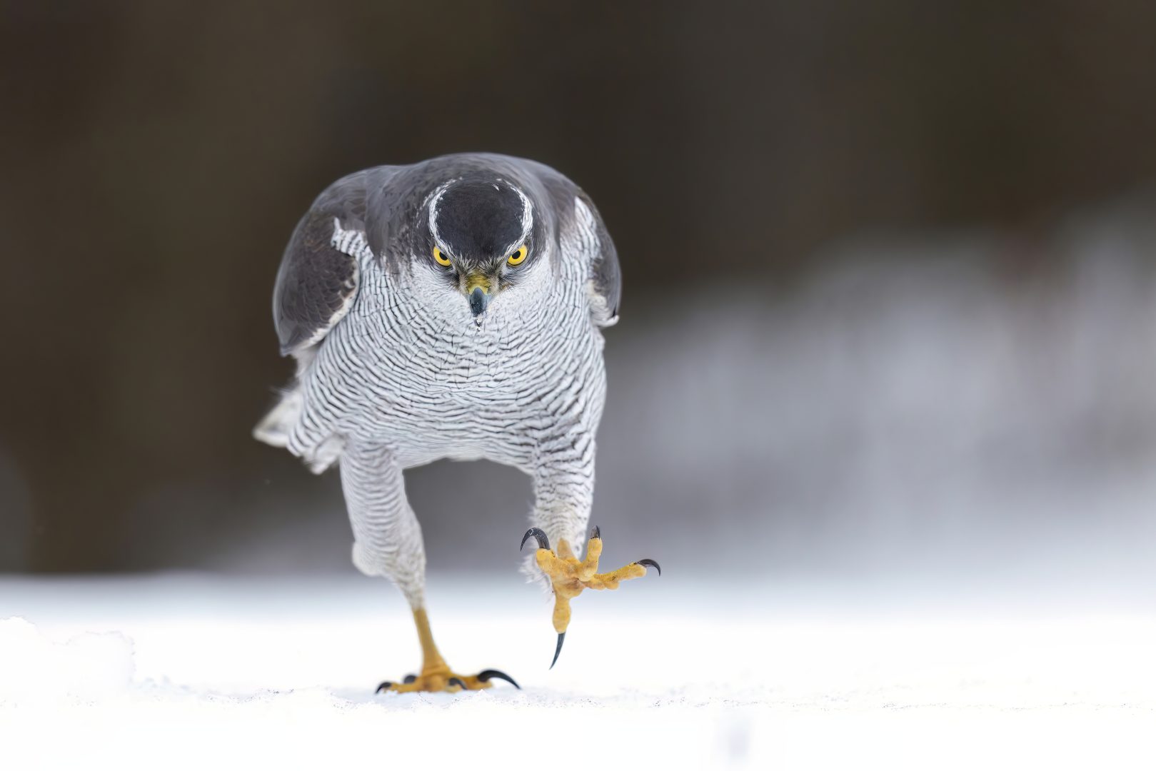 Comedy Wildlife Photography Awards 2023 unseen