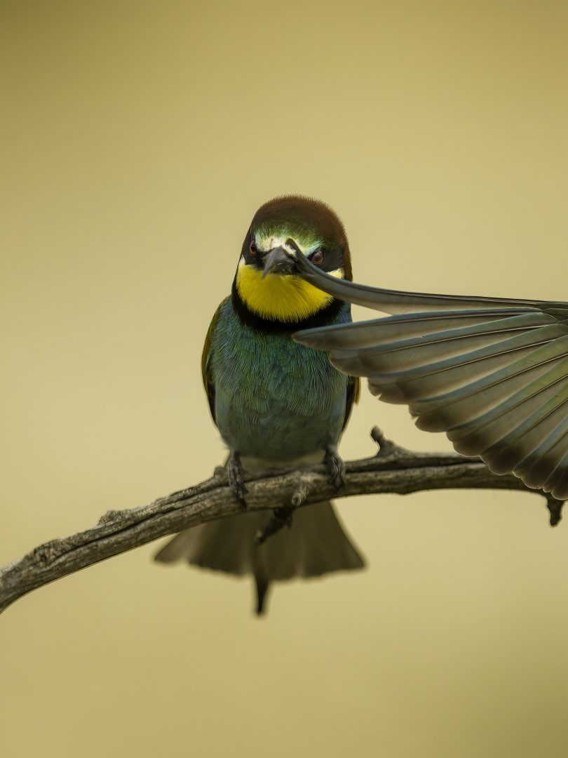 Comedy Wildlife Photography Awards 2023 unseen