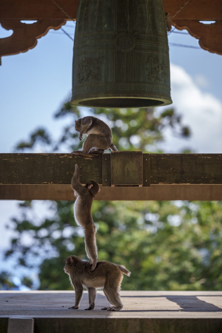 Comedy Wildlife Photography Awards 2023 unseen