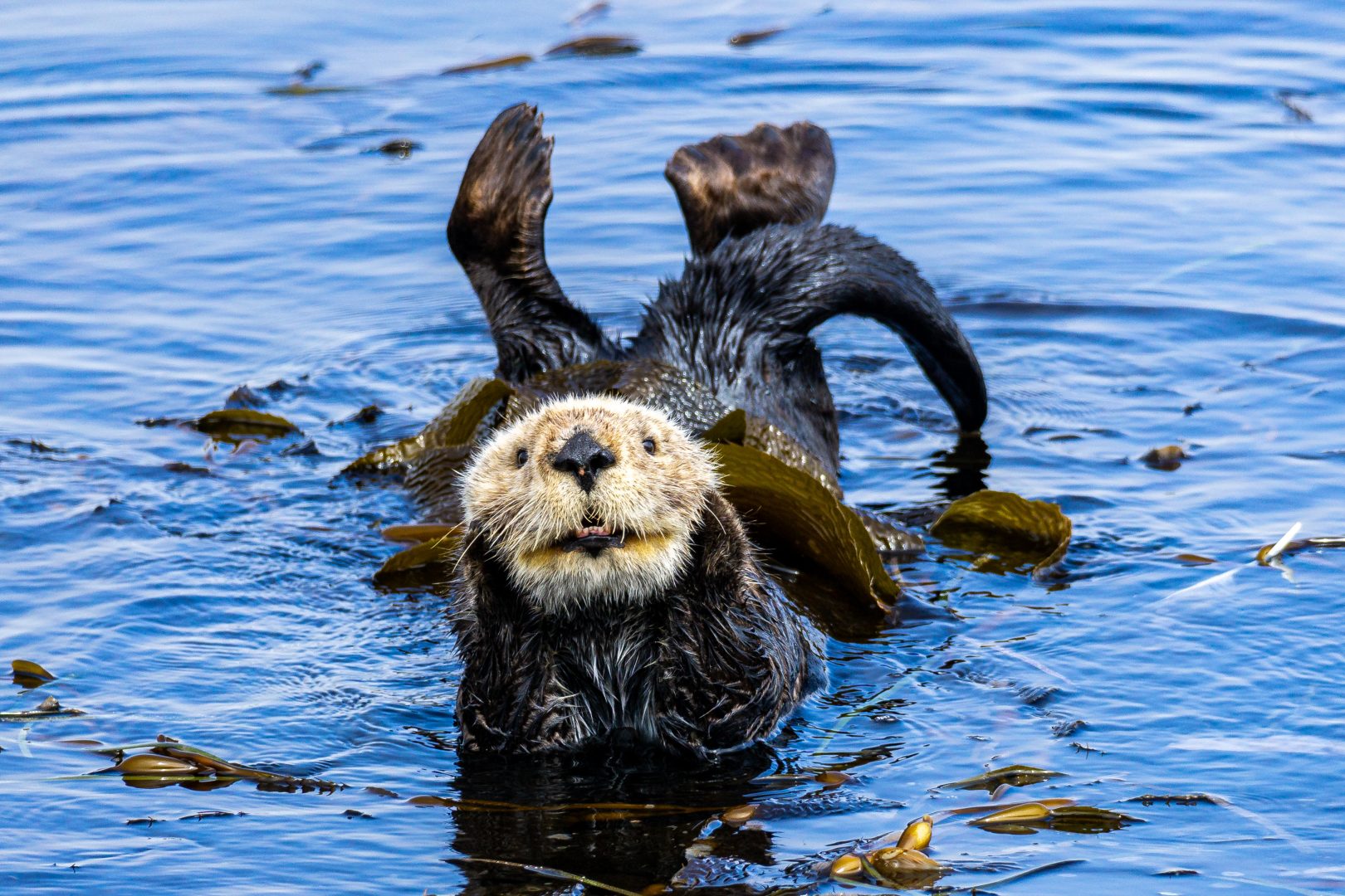Comedy Wildlife Photography Awards 2023 unseen