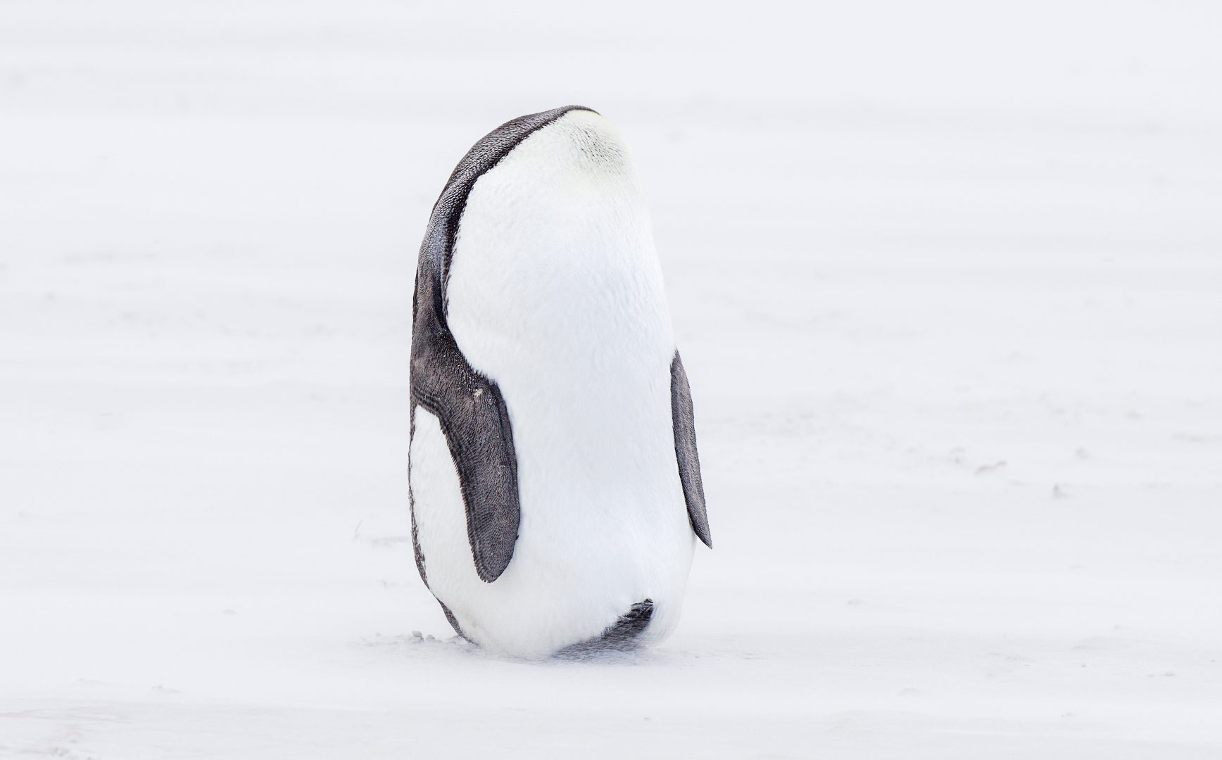 Comedy Wildlife Photography Awards 2023 unseen