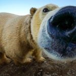 Secret GoPro captures a polar bear munching thumbnail