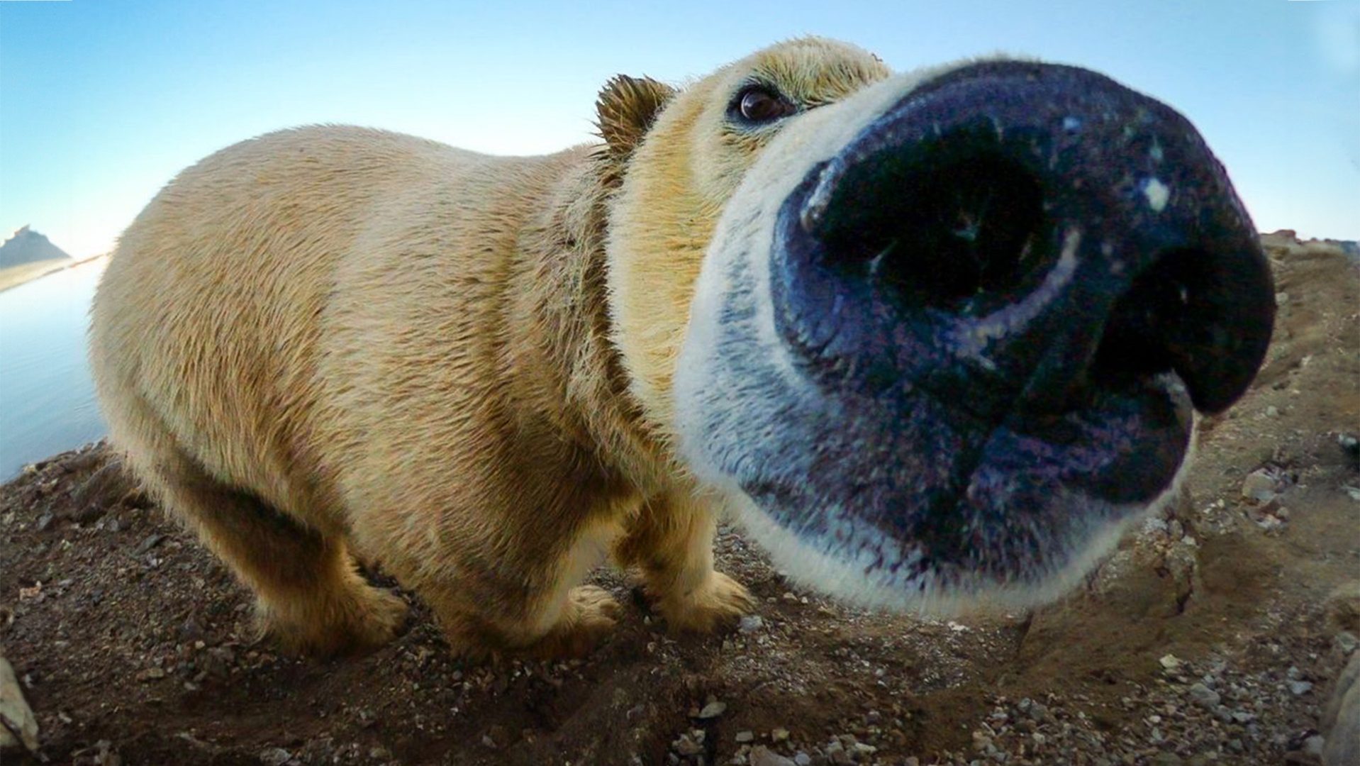Secret GoPro captures a polar bear munching thumbnail