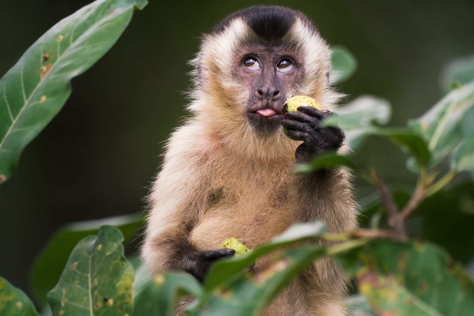 Comedy Wildlife Photography Awards 2023 unseen