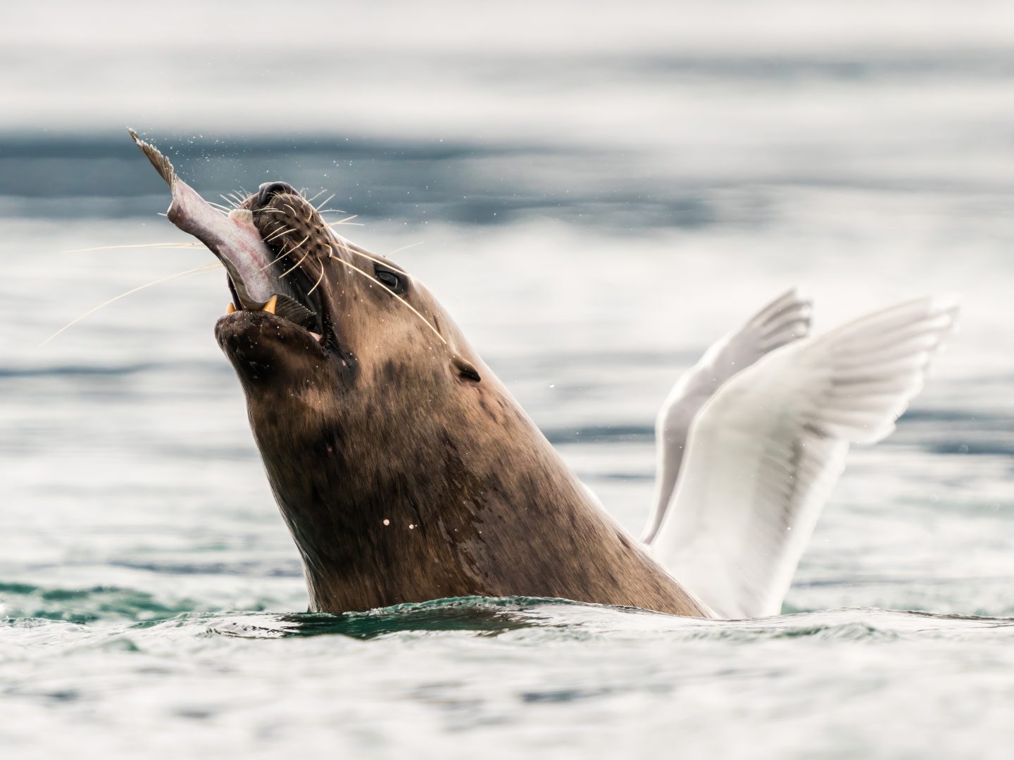 Comedy Wildlife Photography Awards 2023 unseen