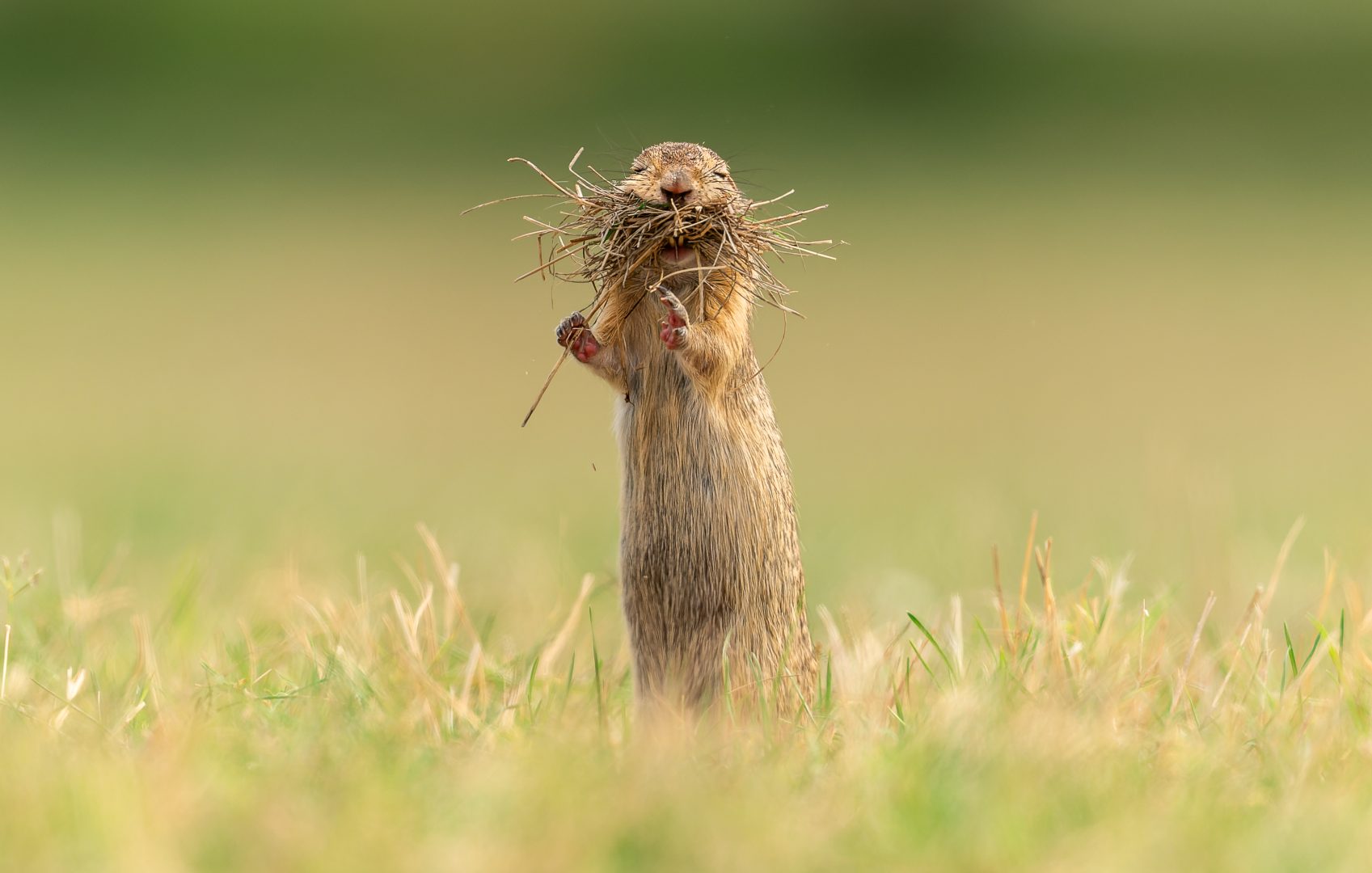 Comedy Wildlife Photography Awards 2023 unseen