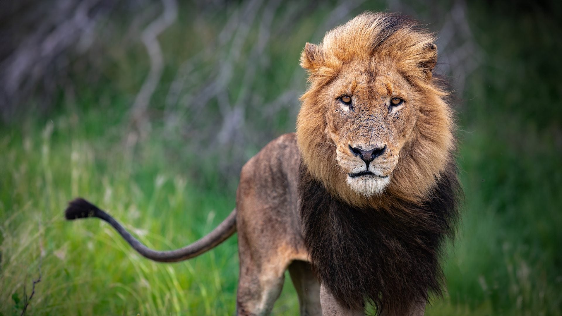 wildlife photography tips for beginners