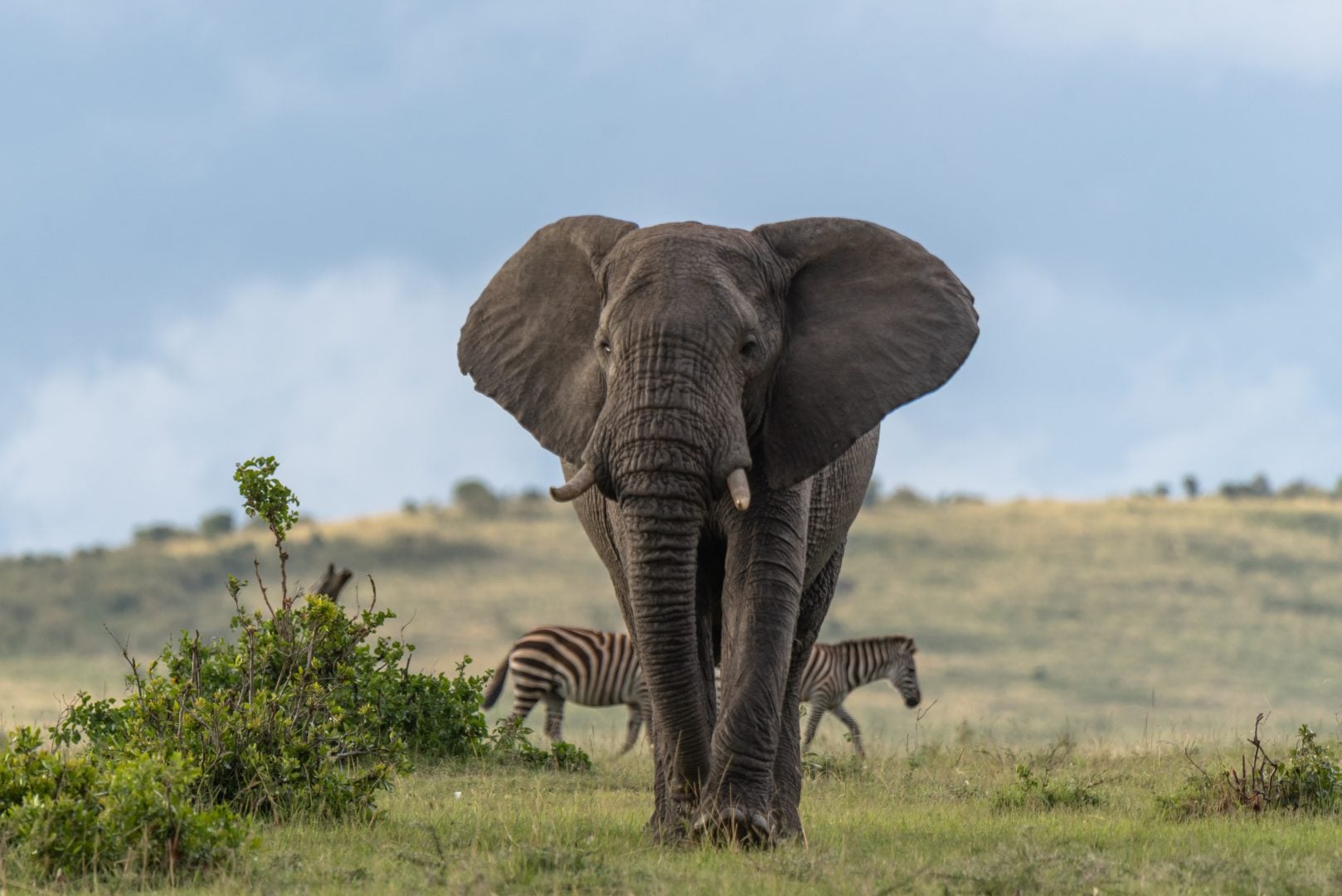 wildlife photography tips for beginners