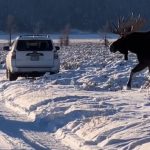 moose photographers