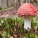 Don't rely on AI mushroom identifiers, you could die