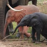 pink albino elephant