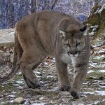 puma follows filmmaker