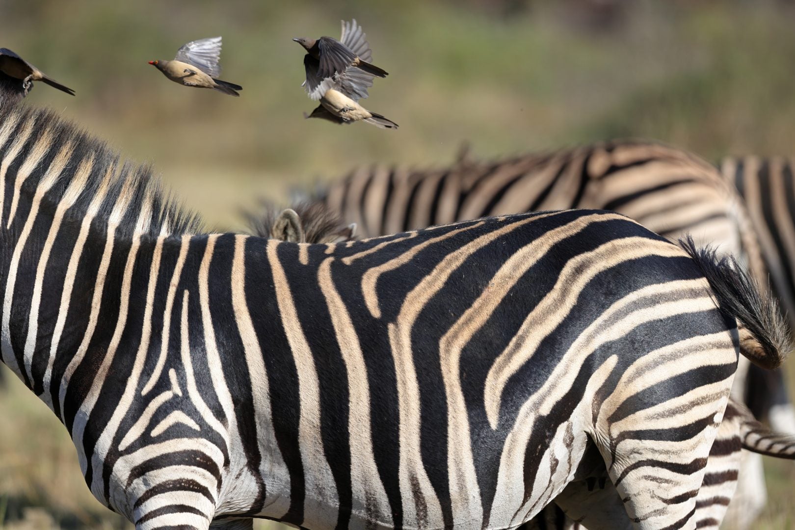 wildlife photography tips for beginners