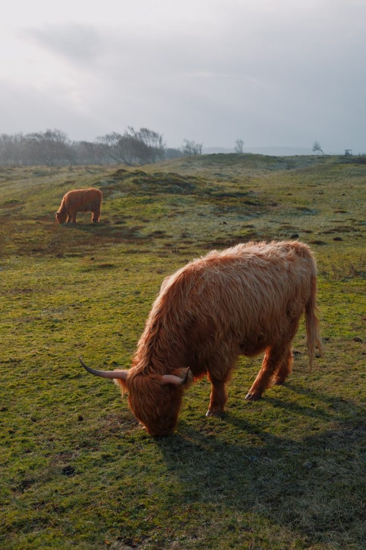 FUJIFILM X100VI REVIEW