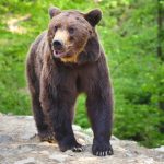Woman is attacked by a bear while taking a photo from her car window